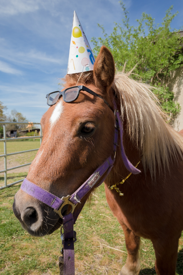 anniversaire au poney club à mornant