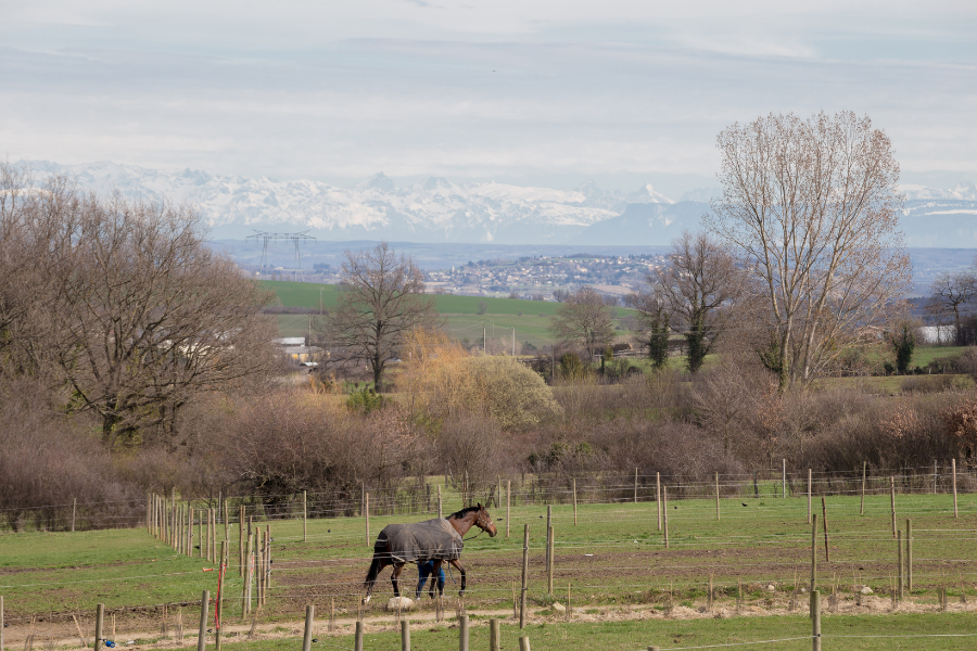 paddocks pour chevaux à Mornant