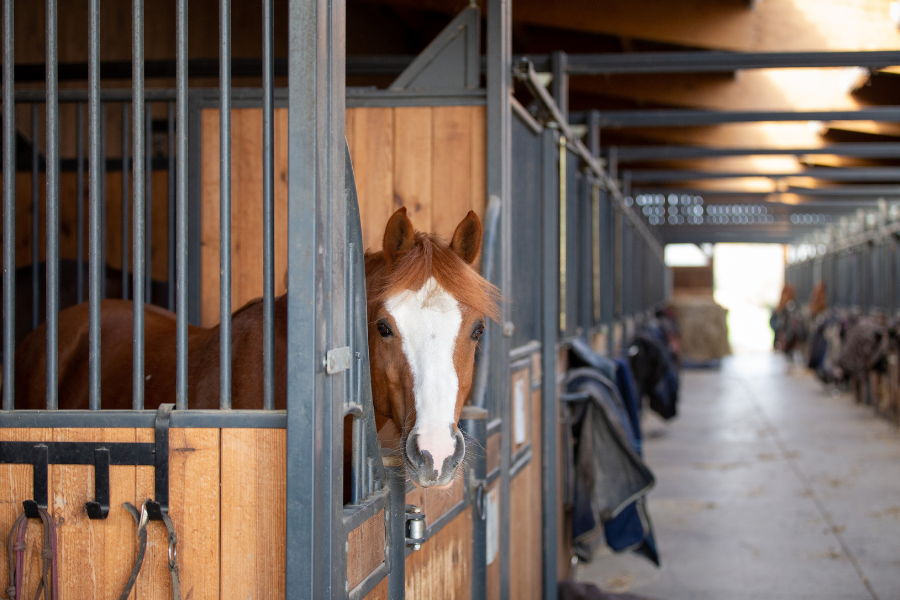 poney de sport en box à Mornant
