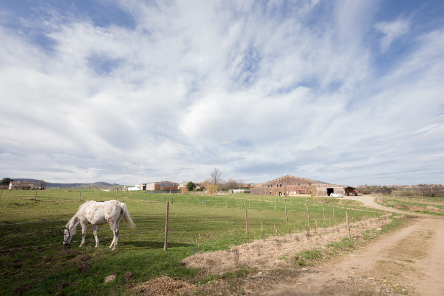 Cheval au paddock à Mornant poney club et pensions équestres