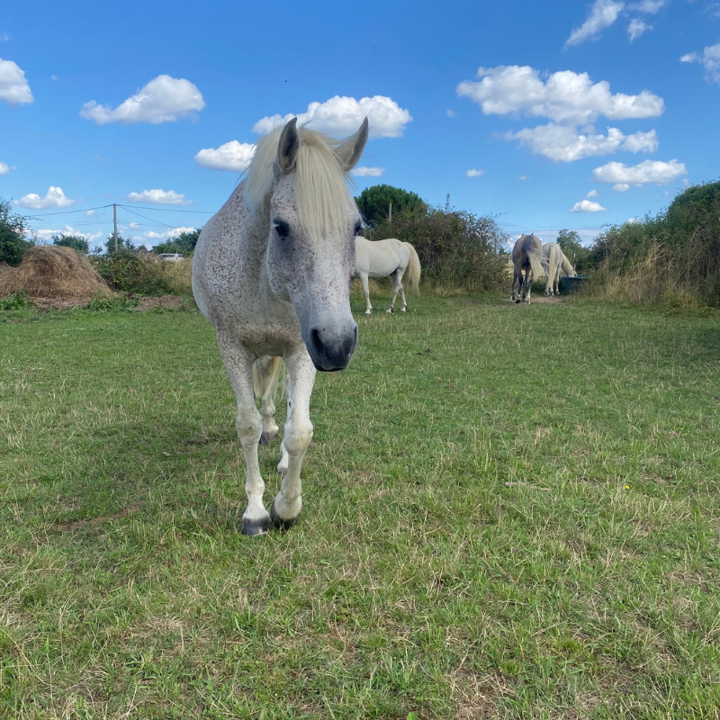 Paddock au poney Club de mornant