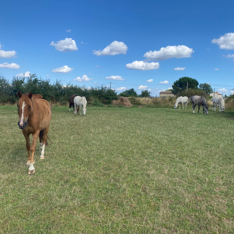parc avec des chevaux à mornant