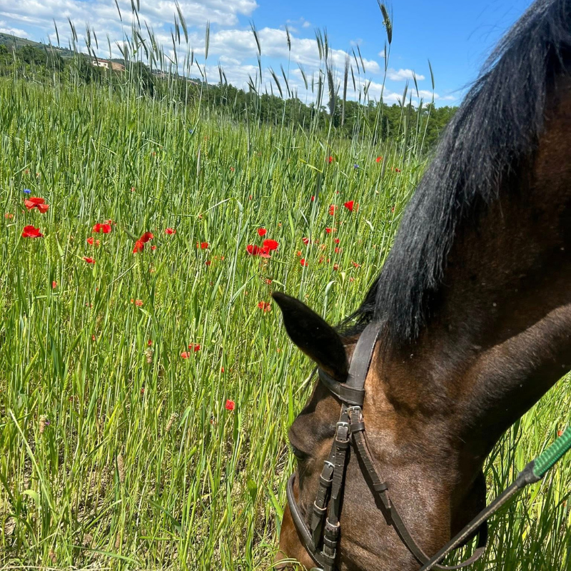 cheval au paddock au poney club de mornant